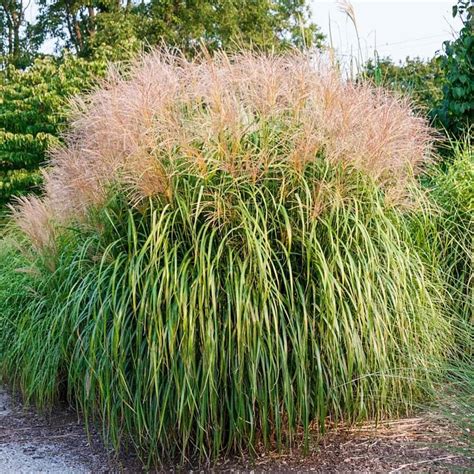 Ornamental Grass to Add Interest to Your Garden. . Lowes ornamental grasses